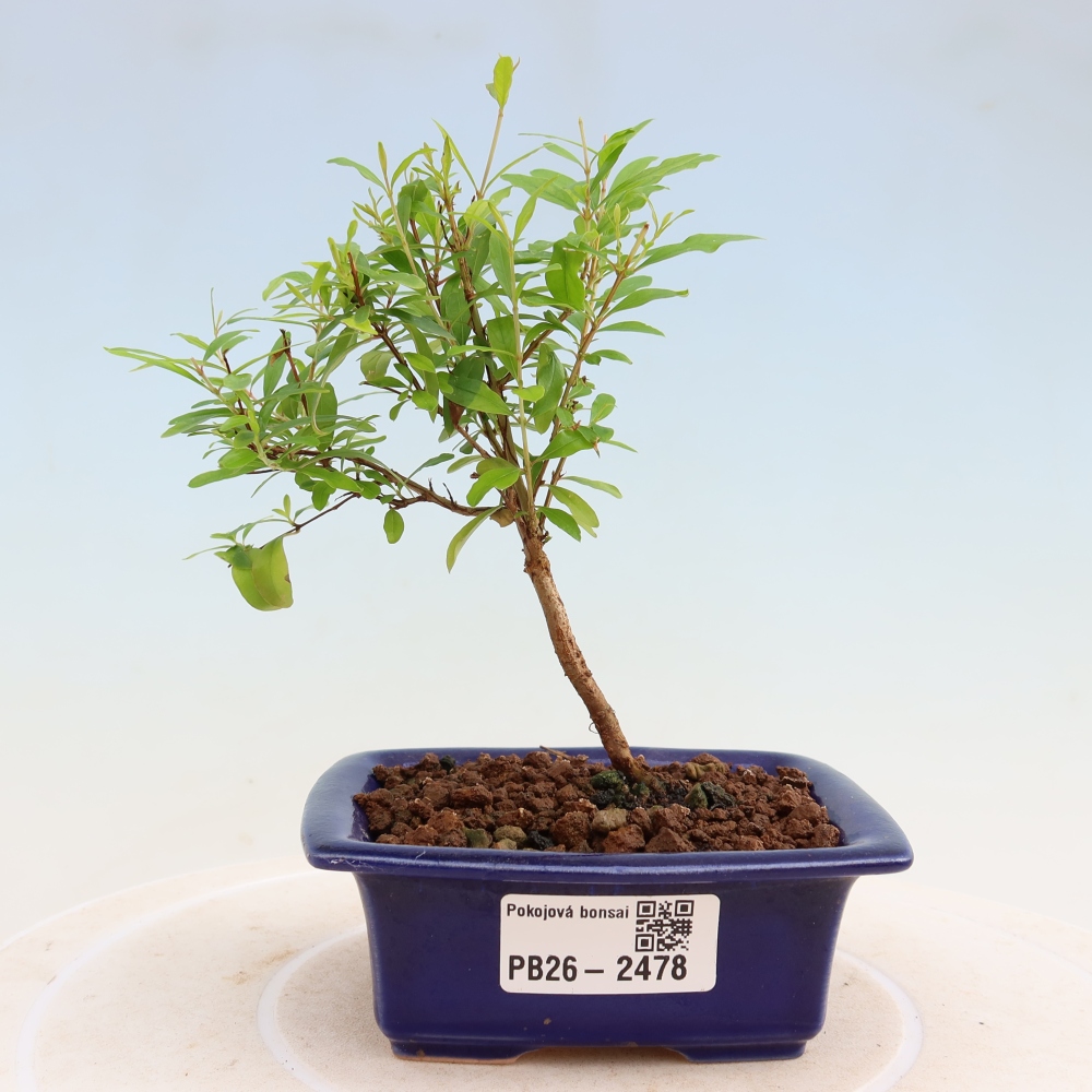 Bonsaï de chambre-PUNICA granatum nana-Pomme grenat