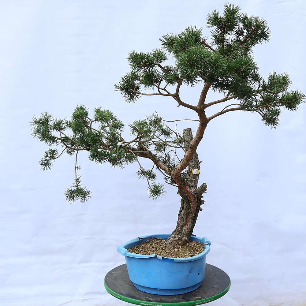 Pinus sylvestris Espagne - pin sylvestre