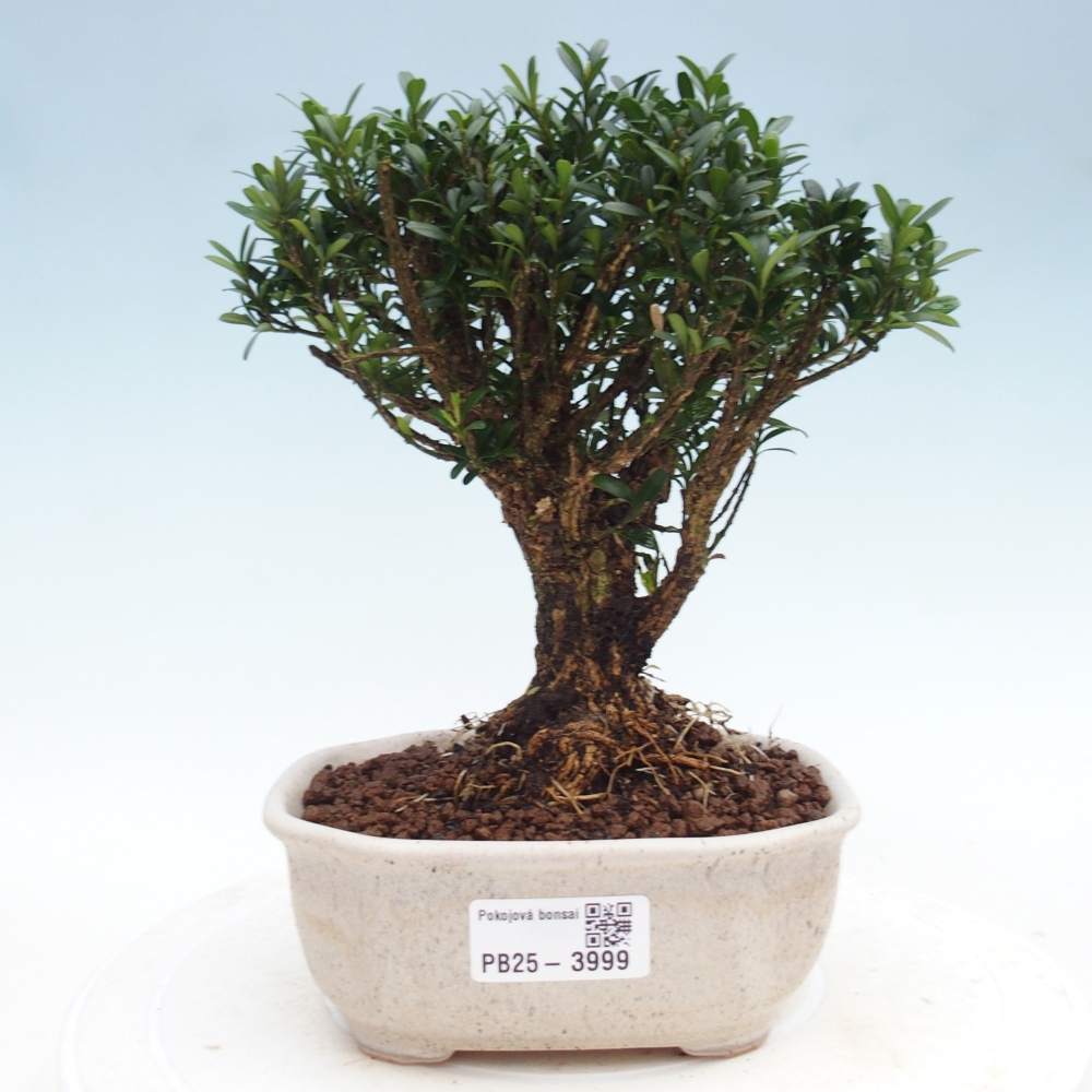 Bonsaï de chambre - Buxus harlandii - buxus liège