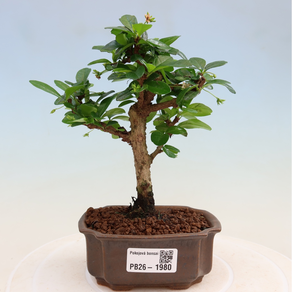 Bonsaï de chambre - Carmona macrophylla - Tea fuki