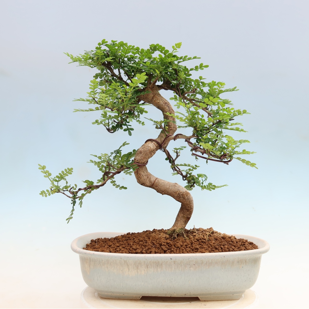 Salle bonsaï - Zantoxylum piperitum - arbre à poivre