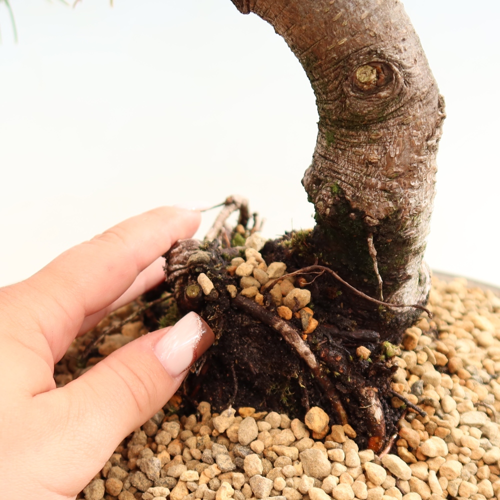 Bonsaï d'extérieur - Pinus mugo Humpy  - Pin nain