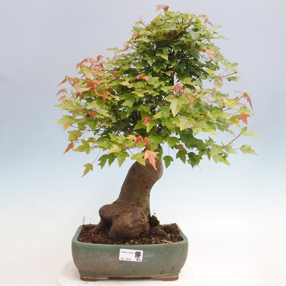 Bonsaï d'extérieur - Acer Buergerianum - Burger Maple