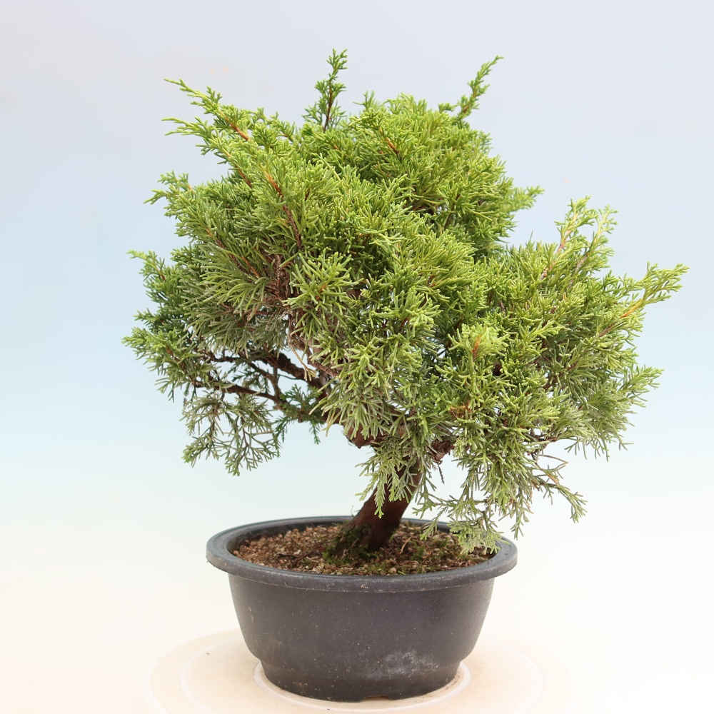 Bonsaï d'extérieur - Juniperus chinensis Itoigawa-Juniperus chinensis