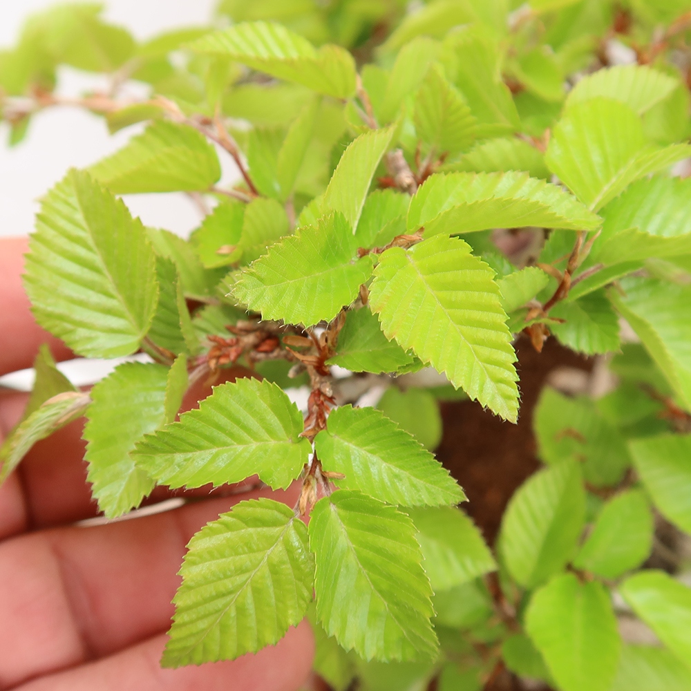 Bonsaï d'extérieur -Carpinus Coreana - Charme de Corée
