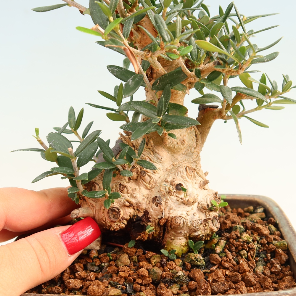 Bonsaï d'intérieur - Olea europaea sylvestris