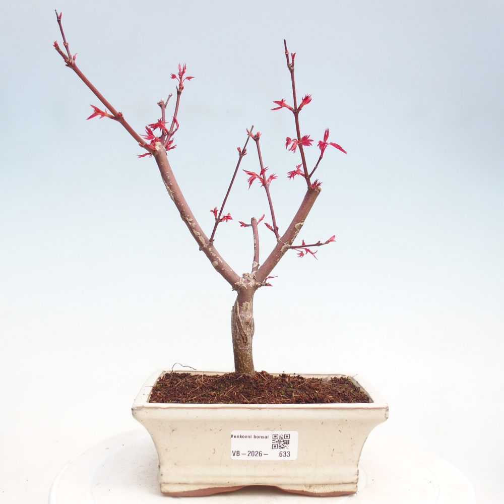 Bonsaï d'extérieur - Acer palmatum DESHOJO