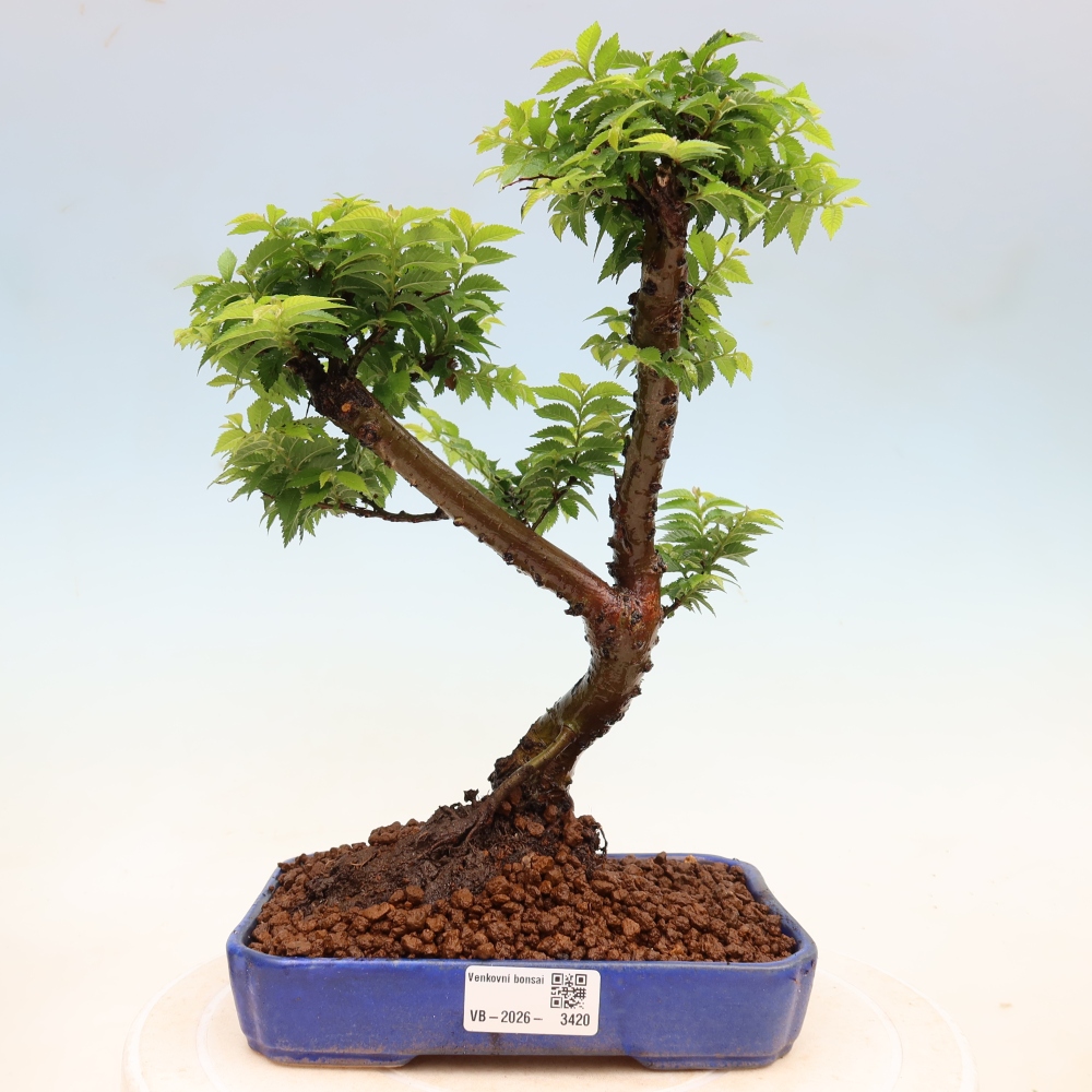 Bonsaï d'extérieur - Ulmus Jacqueline Hillier - Orme magnifique