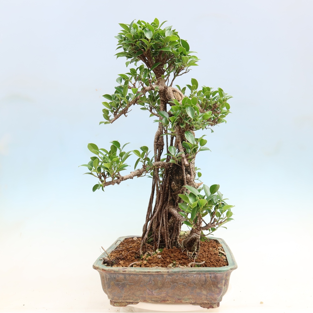 Salle bonsaï - Ficus kimmen - ficus à petites feuilles