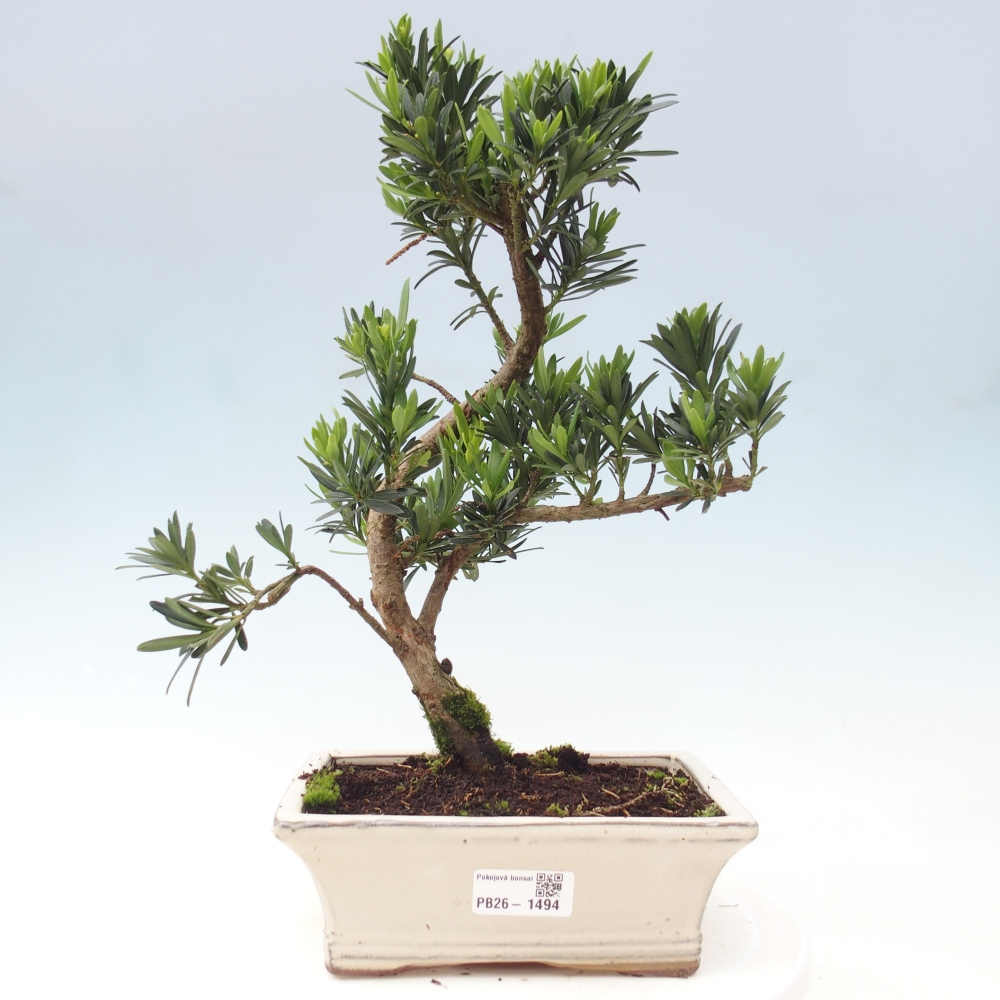 Salle bonsaï - Podocarpus - If en pierre