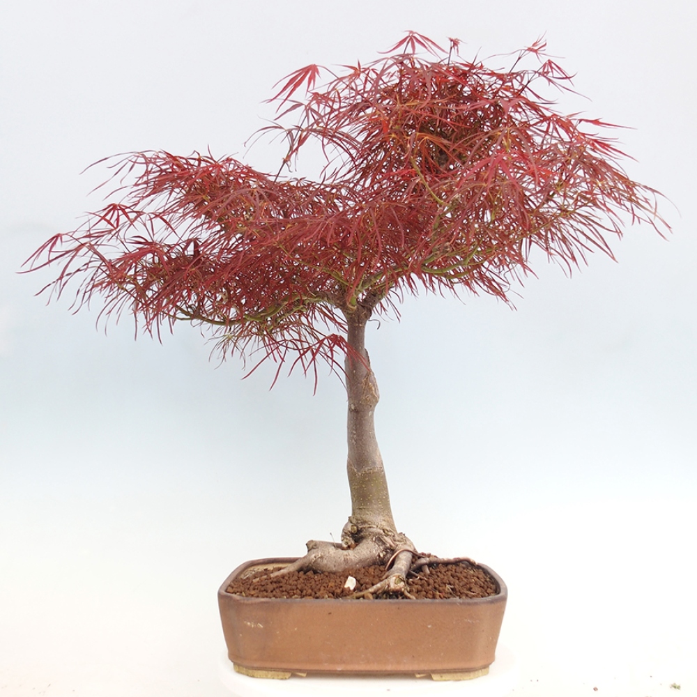 Bonsaï d'extérieur - Acer palmatum RED PYGMY