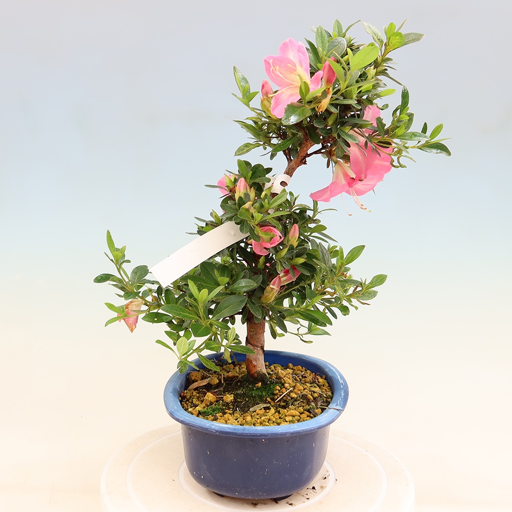Bonsaï d'extérieur - Azalée japonaise - Azalea Santoka