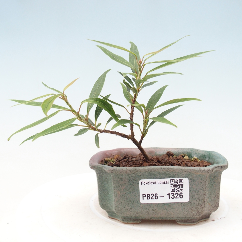 Salle bonsaï - Ficus nerifolia - ficus à petites feuilles