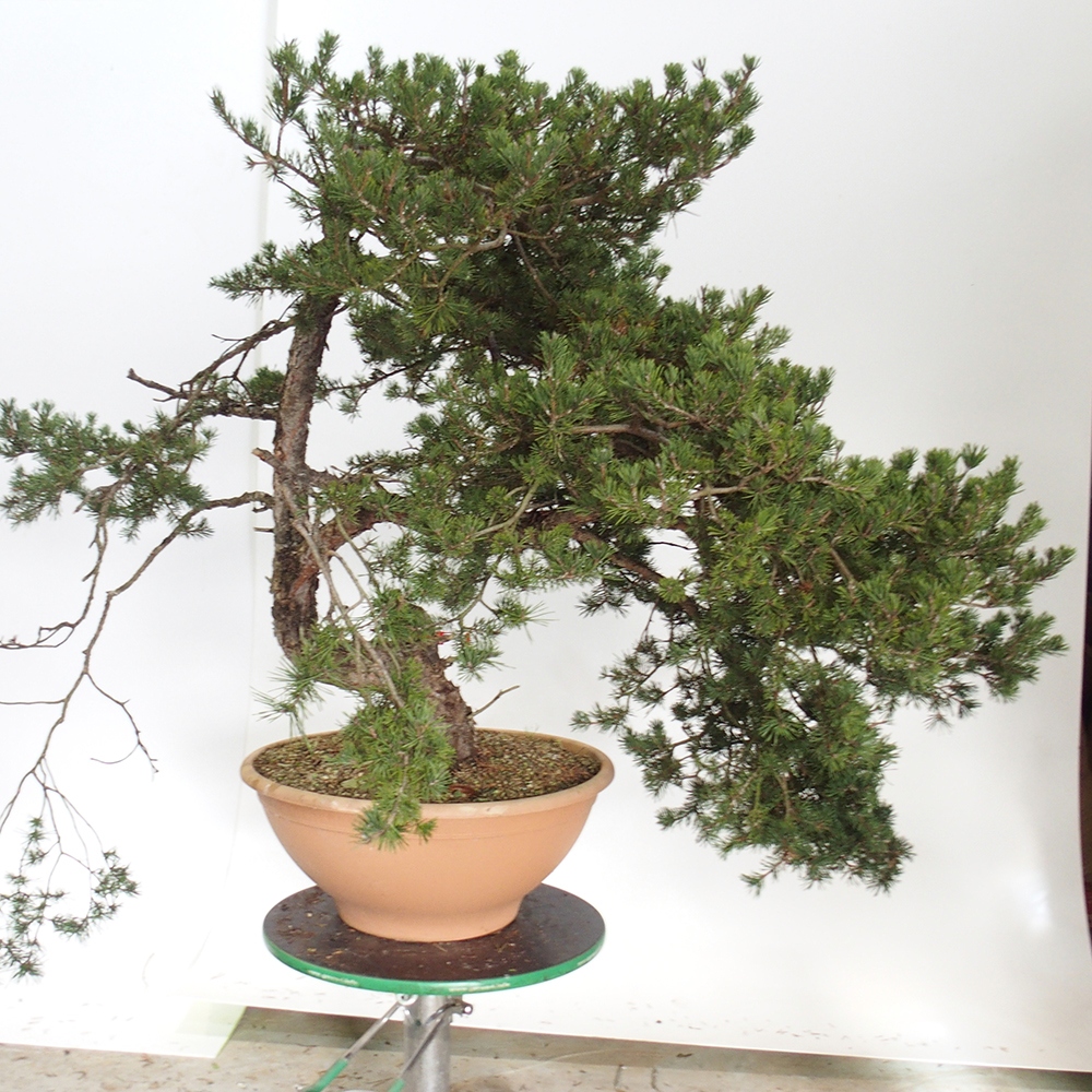 Yamadori - Pinus sylvestris Espagne