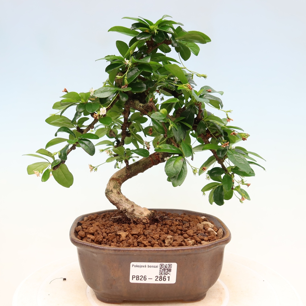 Bonsaï de chambre - Carmona macrophylla - Tea fuki