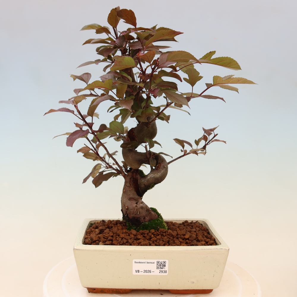 Bonsaï d'extérieur -Malus domestica - Pommier à petits fruits et à feuilles rouges