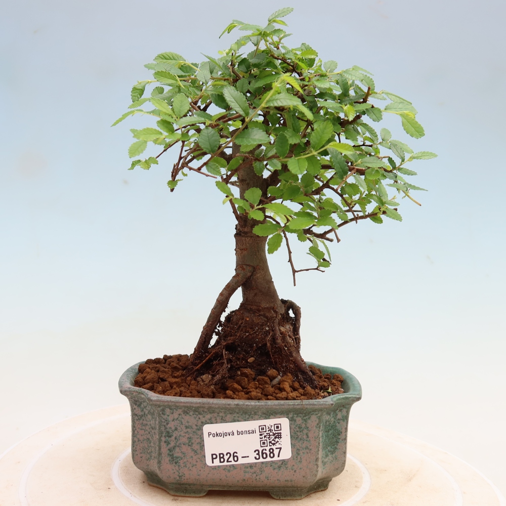 Bonsaï de chambre - Ulmus parvifolia - Orme à petites feuilles