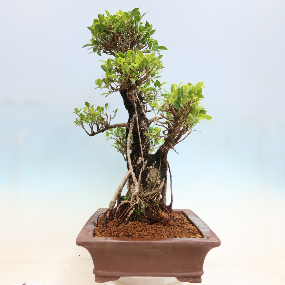 Salle bonsaï - Ficus kimmen - ficus à petites feuilles