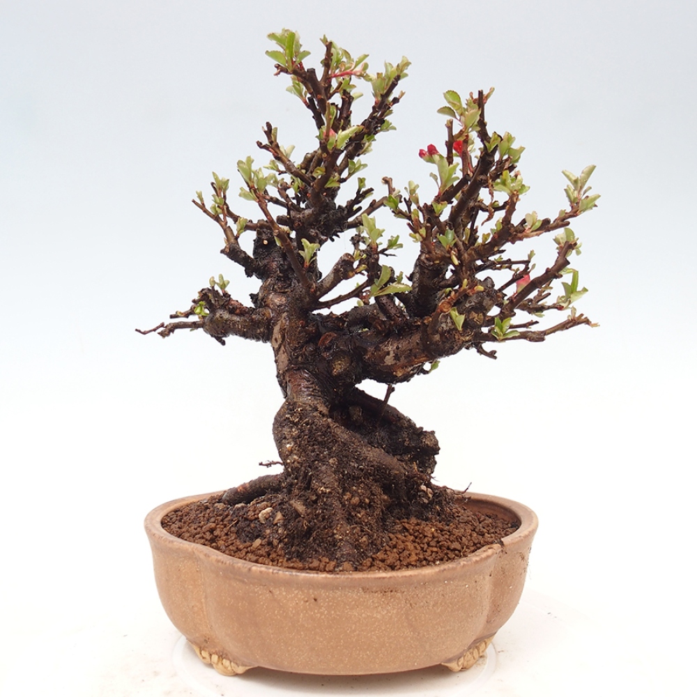 Bonsaï d'extérieur - Chaneomeles speciosa - Coing