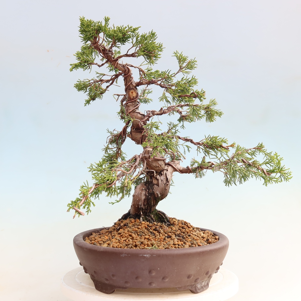 Bonsaï d'extérieur - Juniperus chinensis Itoigawa-Juniperus chinensis