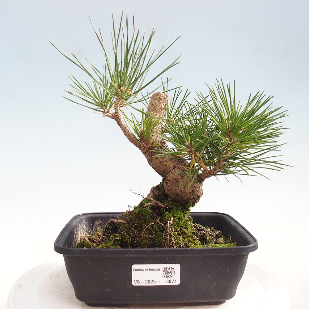Bonsaï d'extérieur - Pinus thunbergii - Pin de Thunberg