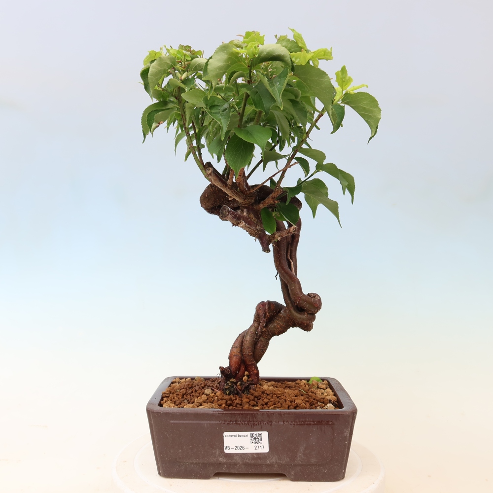 Bonsaï d'extérieur - Abricotier japonais - Prunus Mume