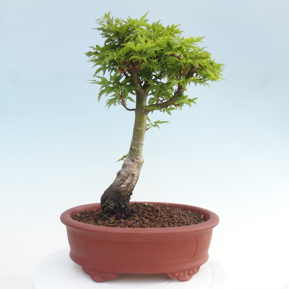 Bonsaï d'extérieur -Javor palm Acer palmatum Shishigashira