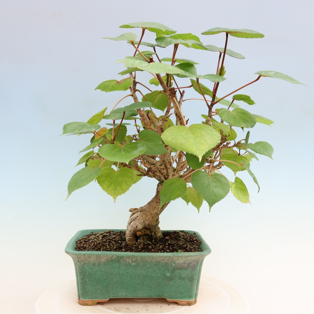 Bonsaï d'intérieur - Hibiscus tiliaceus - Hibiscus de mer