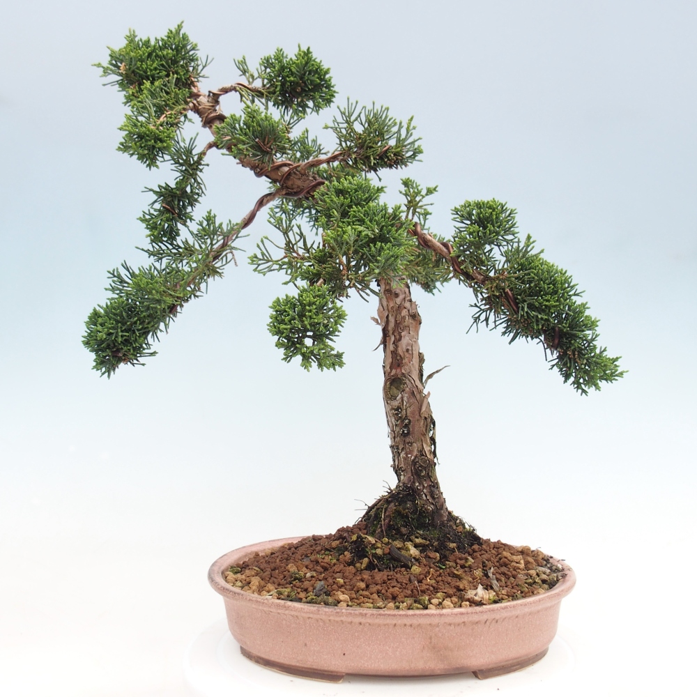 Bonsaï d'extérieur - Juniperus chinensis Kishu