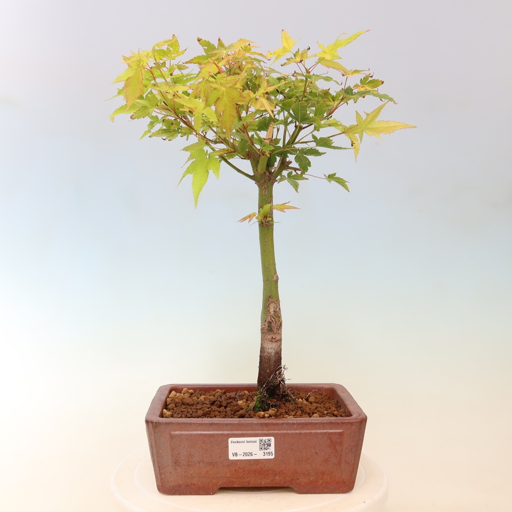 Acer palmatum Aureum - Érable doré