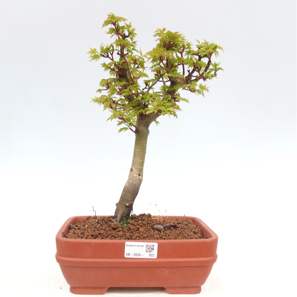 Bonsaï d'extérieur -Javor palm Acer palmatum Shishigashira