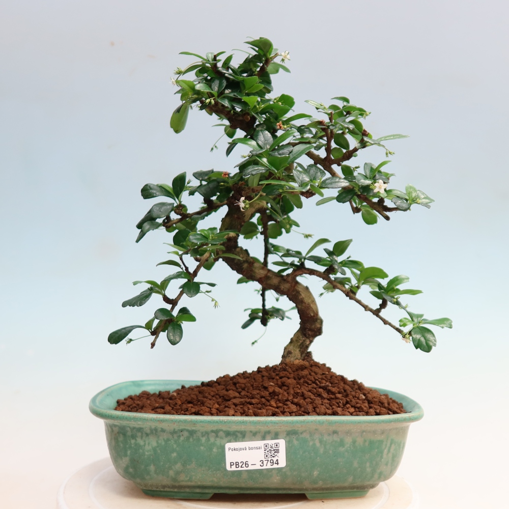 Bonsaï de chambre - Carmona macrophylla - Tea fuki