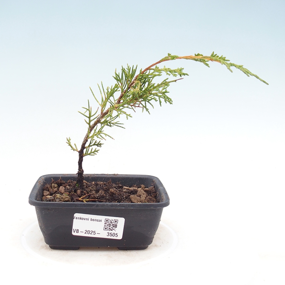 Bonsaï d'extérieur - Juniperus chinensis Itoigawa