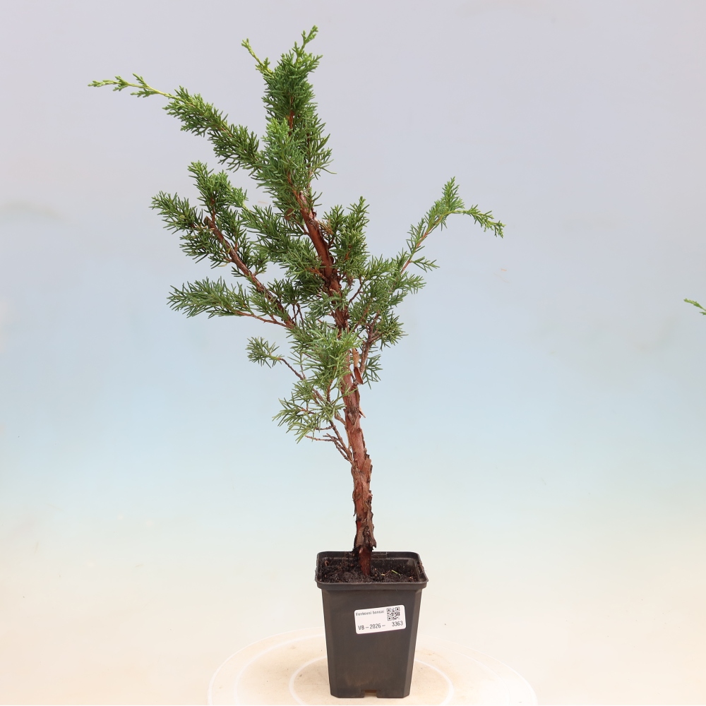 Bonsaï d'extérieur - Juniperus chinensis Kishu