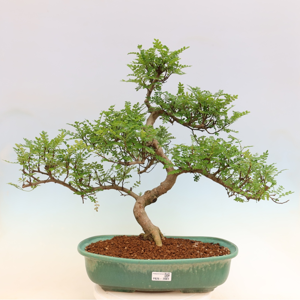 Salle bonsaï - Zantoxylum piperitum - arbre à poivre