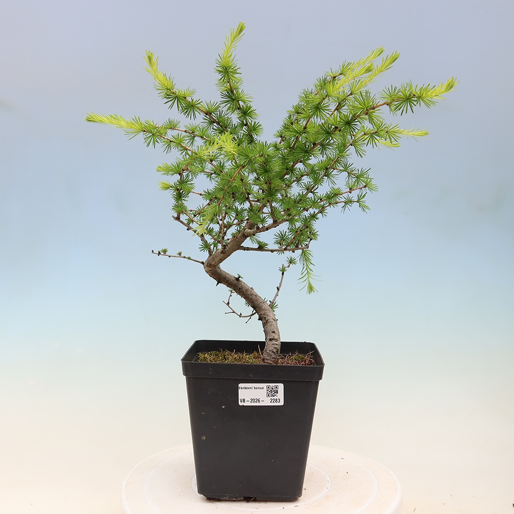 Bonsaï d'extérieur -Larix decidua - Mélèze