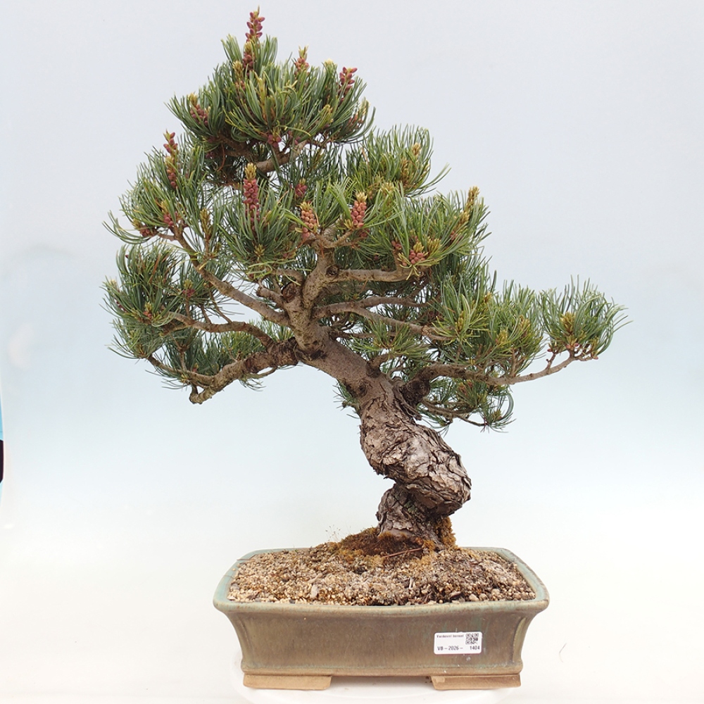 Bonsaï d'extérieur - Pinus parviflora - Pinus parviflora