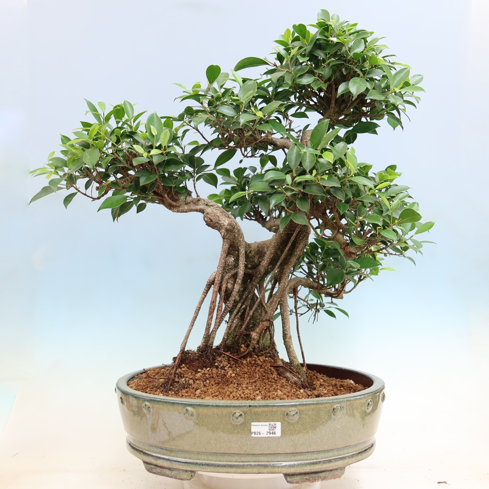 Salle bonsaï - Ficus kimmen - ficus à petites feuilles