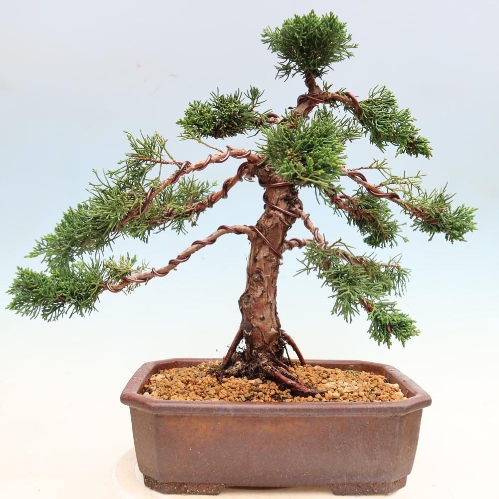 Bonsaï d'extérieur - Juniperus chinensis Kishu