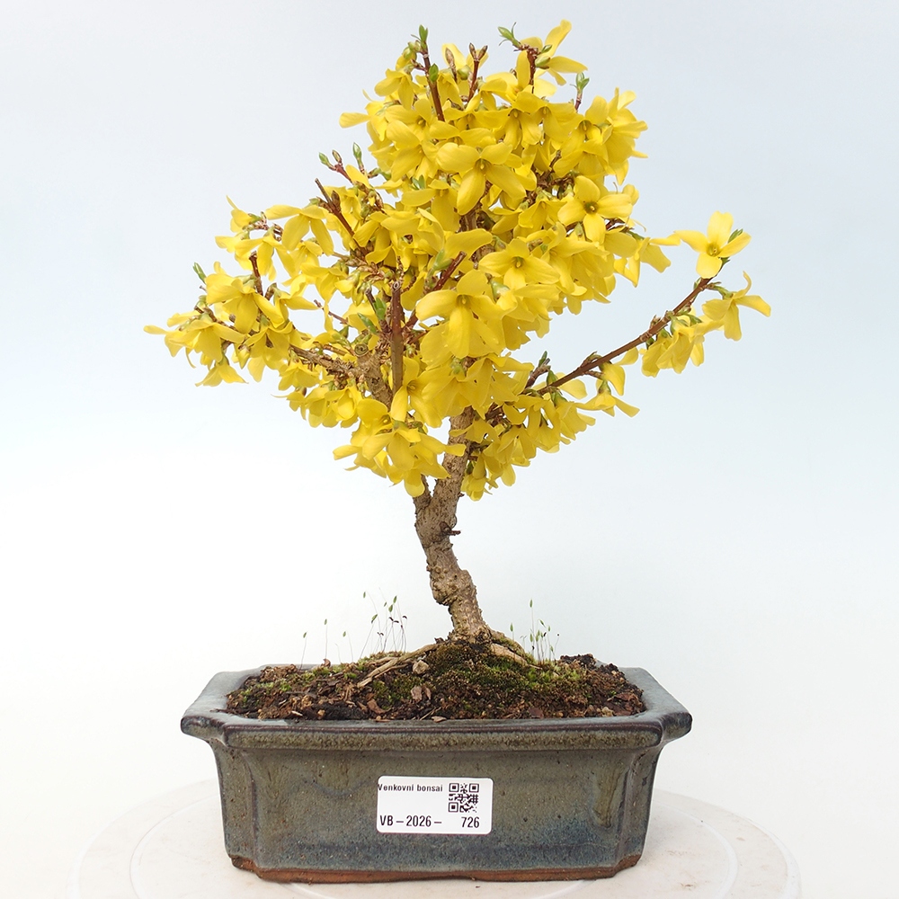 Bonsaï d'extérieur - Zlatice - Forsythia intermedia