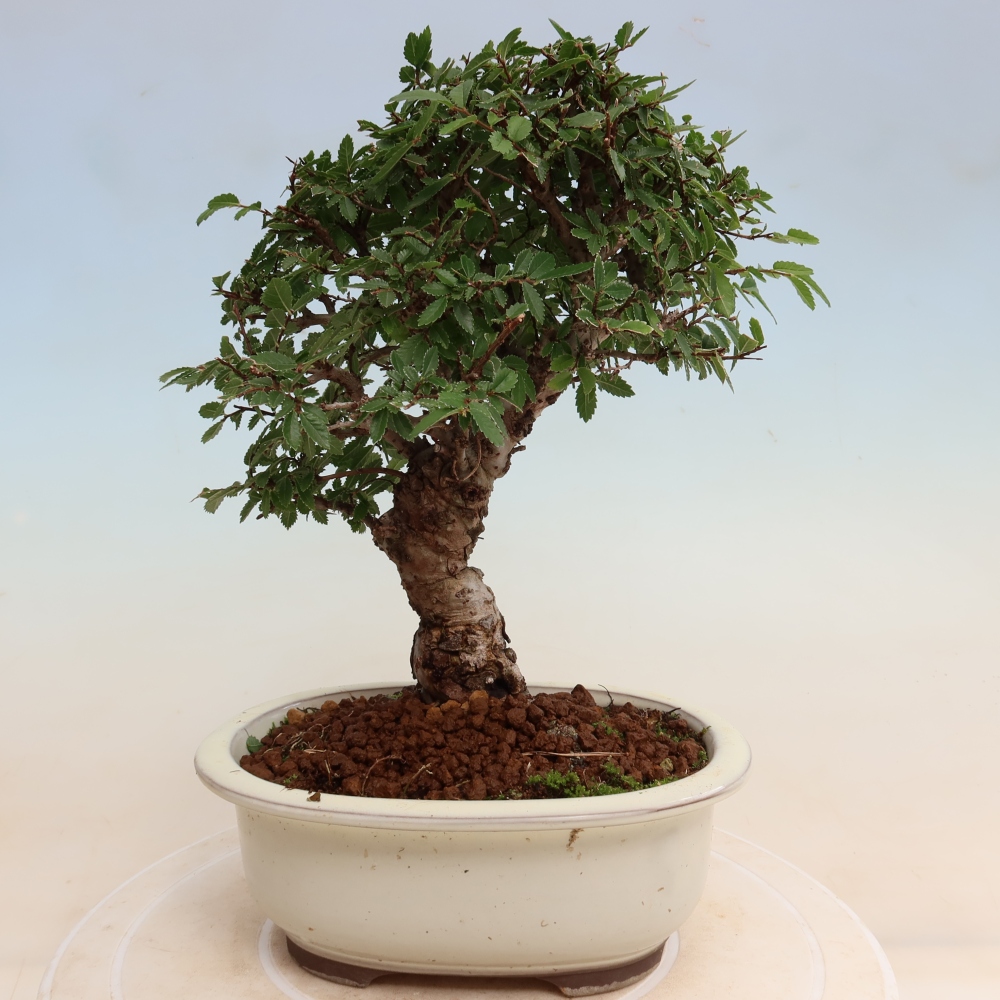Bonsaï d'extérieur - Zelkova - Zelkova NIRE
