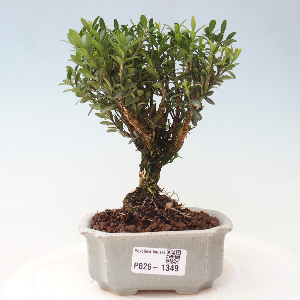 Bonsaï de chambre - Buxus harlandii - buxus liège
