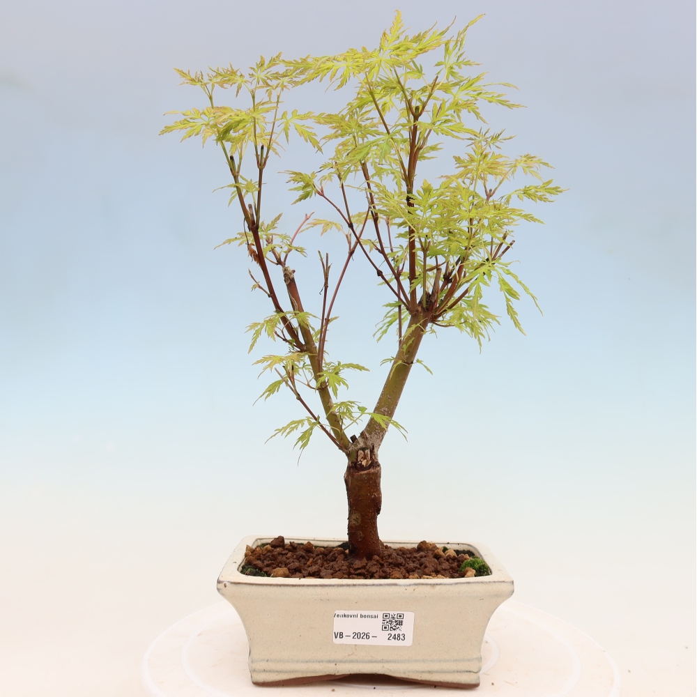 Bonsaï d'extérieur - Acer palmatum Dissectum