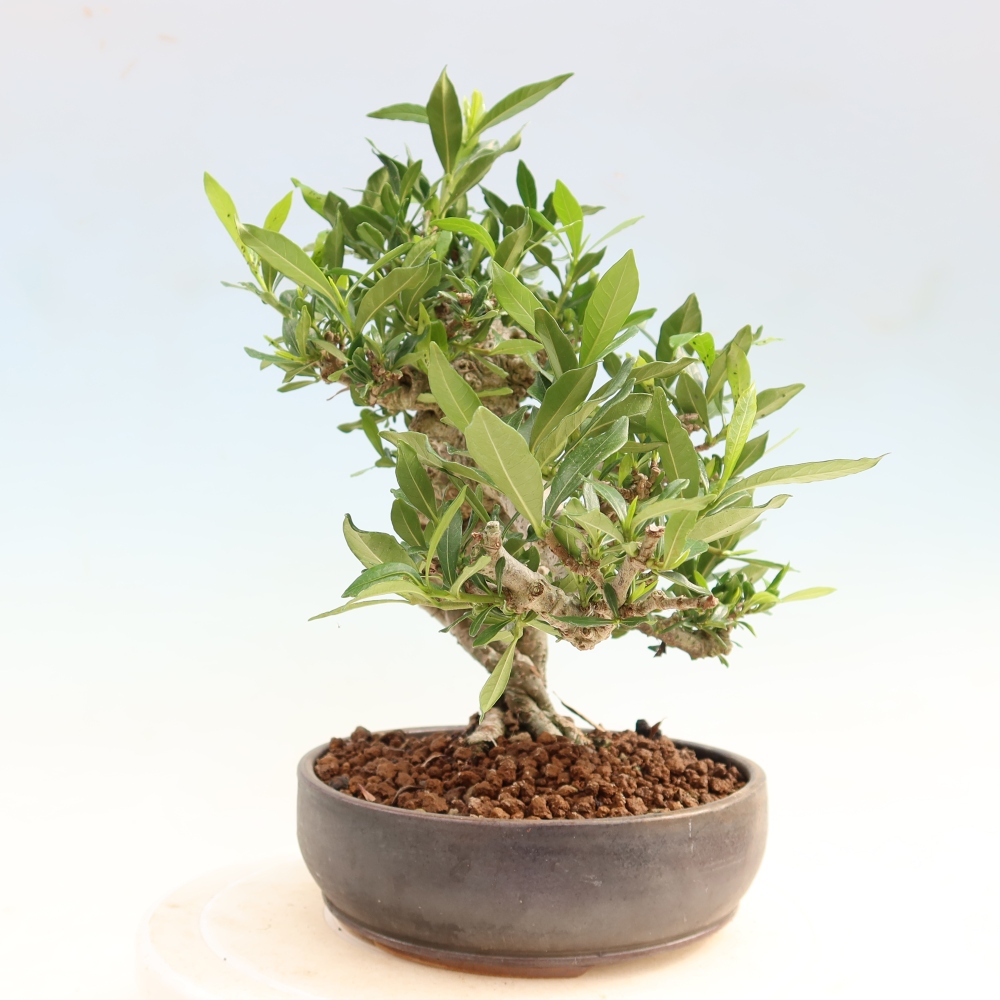 Bonsaï de chambre - Gardenia jasminoides-Gardenia