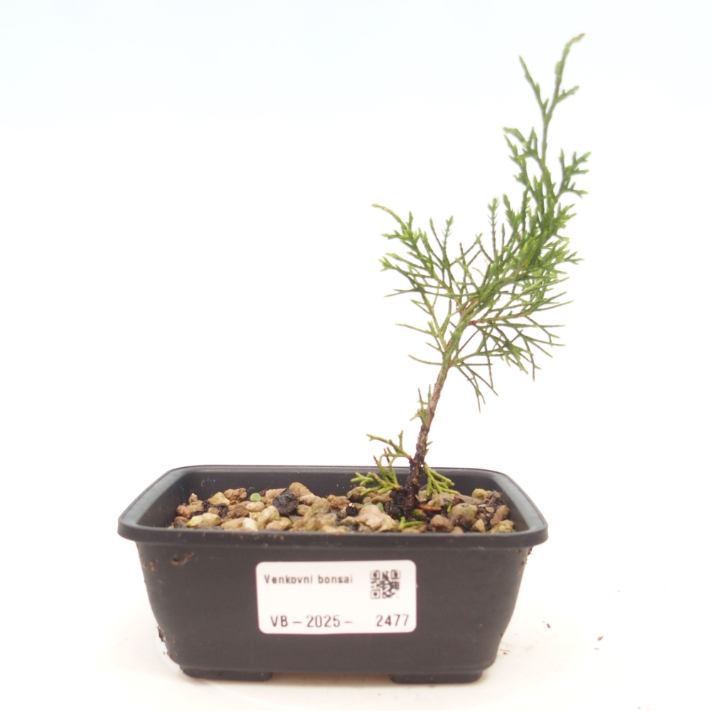 Bonsaï d'extérieur - Juniperus chinensis Itoigawa