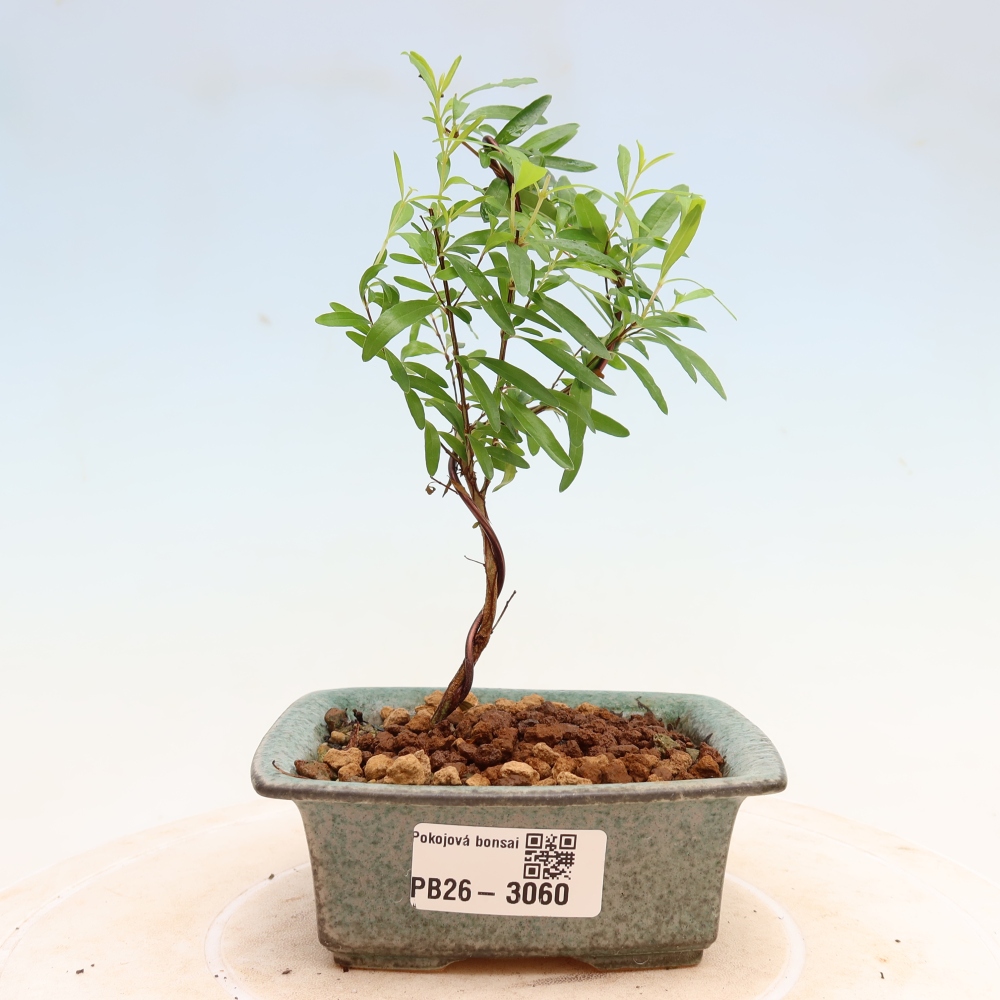 Bonsaï de chambre-PUNICA granatum nana-Pomme grenat