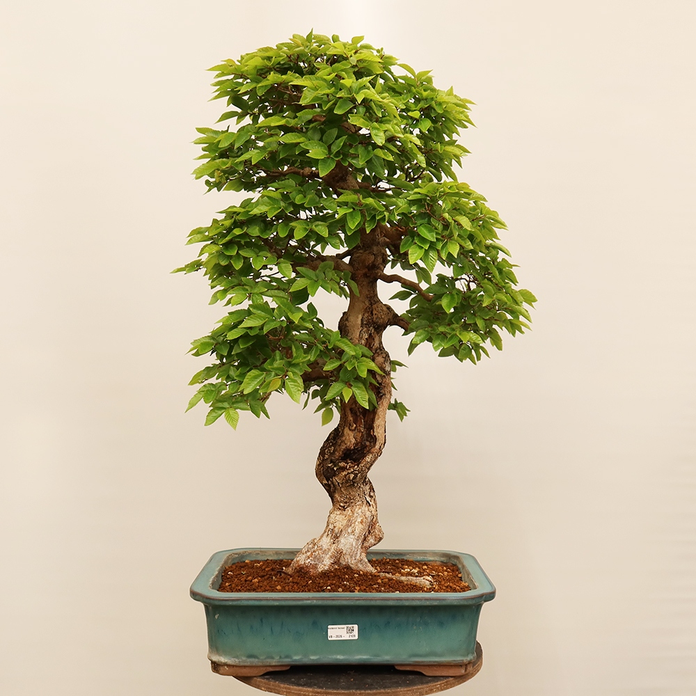 Bonsaï d'extérieur -Carpinus Coreana - Charme de Corée