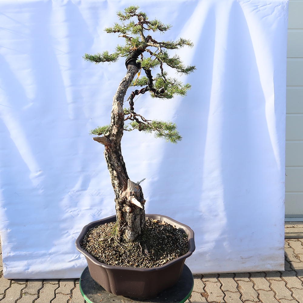 Pinus sylvestris Espagne - pin sylvestre
