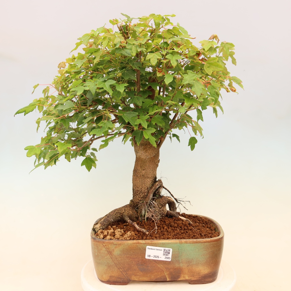 Bonsaï d'extérieur - Maple Burger - Acer Burgerianum