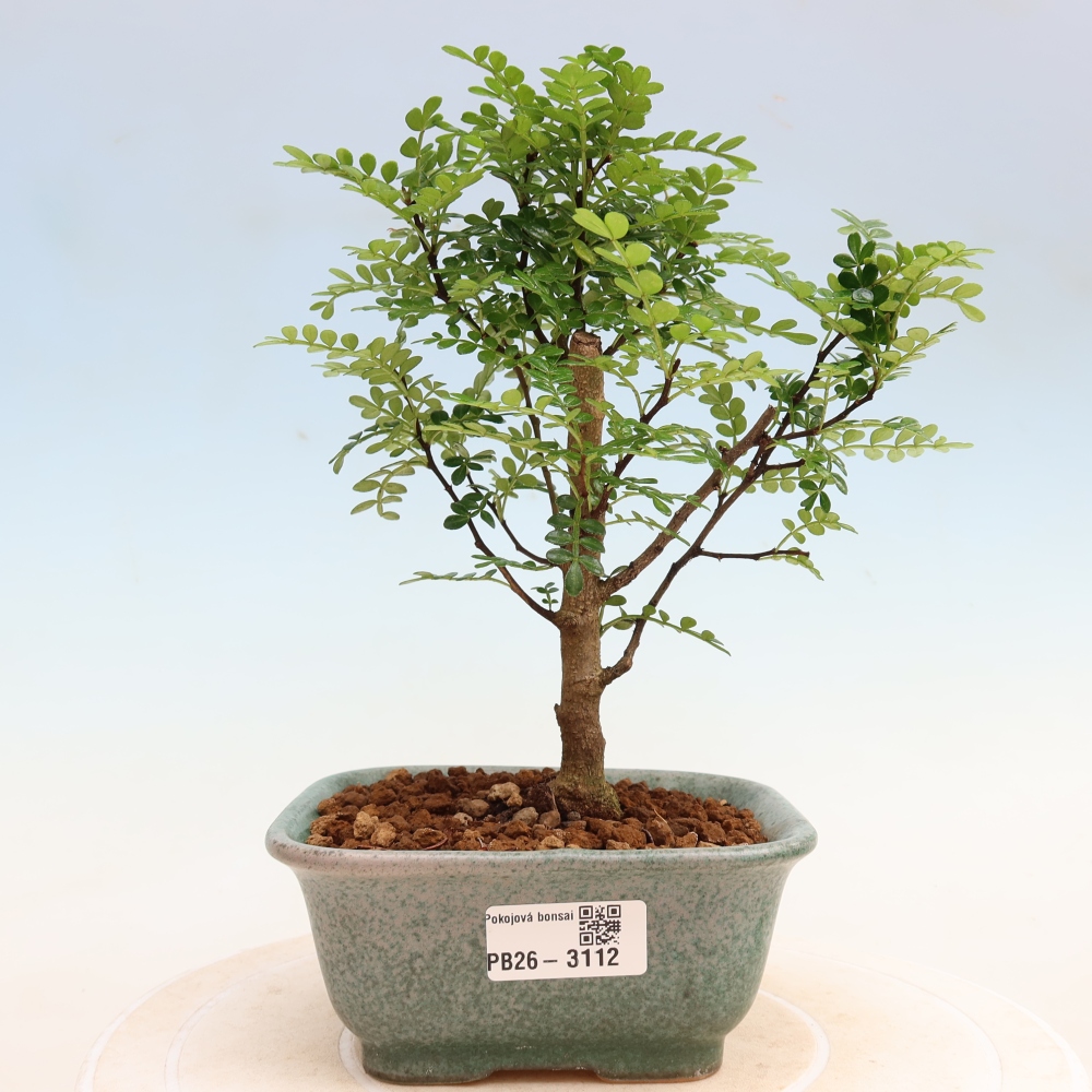 Salle bonsaï - Zantoxylum piperitum - arbre à poivre